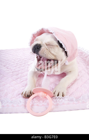 Sehr hässlich Baby französische Bulldogge Welpen Weinen auf rosa Decke tragen Motorhaube mit großen Pacifer isoliert auf weiss Stockfoto