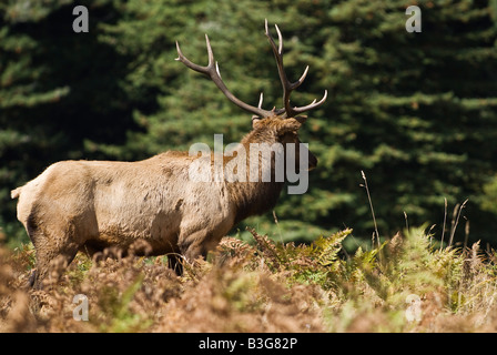 Männliche Roosevelt Elk steht auf Wiese von Farnen im Herbst, Prairie Creek Redwoods State Park, Kalifornien Stockfoto