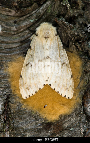 Schwammspinner weibliche Eier Stockfoto