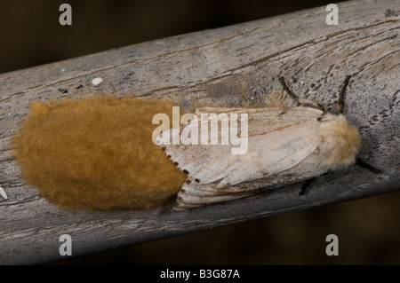 Schwammspinner weibliche Eier Stockfoto