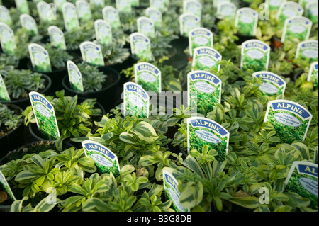 Alpines wächst in einem Gartencenter in der Nähe von Bodmin Cornwall UK Stockfoto