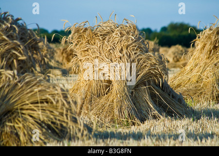 Oxfordshire Weizenfeld mit der speziellen lange stemmed Ernte, Trocknung in Garben oder Stooks für den Einsatz als Dach Thatch. Stockfoto