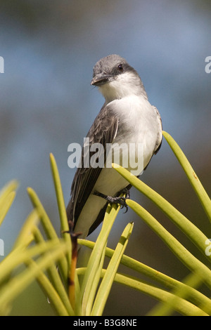 Grey Kingbird (Tyrannus Dominicensis), Barbados Stockfoto