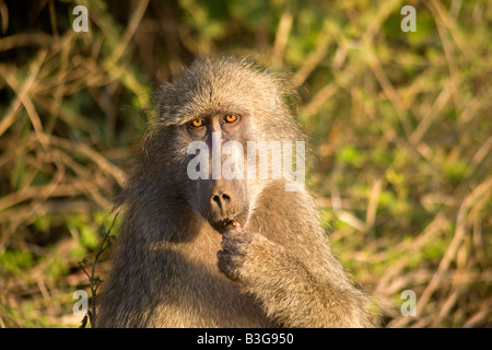 Männliche Chacma Pavian Papio Ursinus Essen, Krüger Nationalpark, Südafrika. Stockfoto
