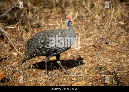 Behelmte Perlhühner (Numida Meleagris) zeigt seine bunten Kopf und Hals, Krüger Nationalpark, Südafrika Stockfoto