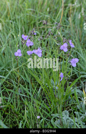 Prairie Dreimasterblume Tradescantia Occidentalis Arizona USA 23 August Blume Commelinaceae Stockfoto