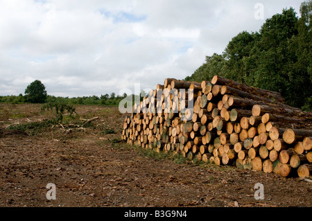 Nadelschnittholz gestapelt für den Transport in Tunstall Forest, Suffolk Stockfoto