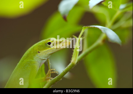Bild von einem grünen Anole sitzt auf einem Blatt Stockfoto