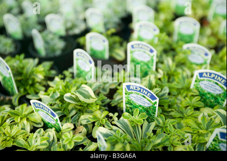 Alpines wächst in einem Gartencenter in der Nähe von Bodmin Cornwall UK Stockfoto