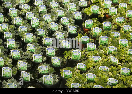 Alpines wächst in einem Gartencenter in der Nähe von Bodmin Cornwall UK Stockfoto