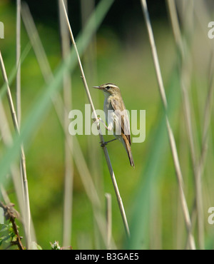 Sedge Warbler Acrocephalus Schoenobaenus bedenklich festhalten an einem dünnen Reed-Stiel Stockfoto