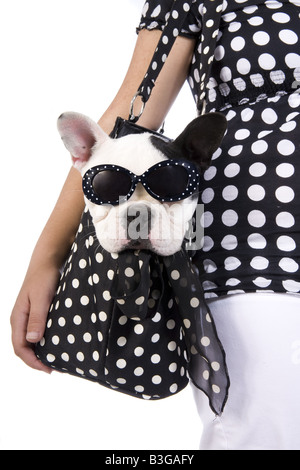 Schwarz / weiß französische Bulldogge in schwarzen und weißen Polka punktiert Tasche Mode Brille isoliert auf weißem Hintergrund Stockfoto