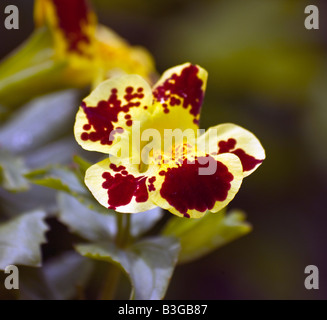 Mimulus Luteus Monkey Flower Blut-Tropfen-emlets Stockfoto