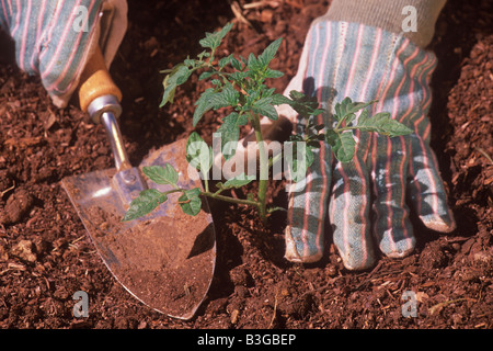 Pflanzung Tomatenpflanze in Gemüse Garten Santa Barbara Kalifornien Stockfoto
