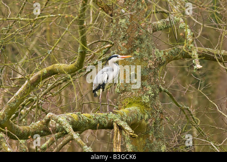 Graureiher thront in Baum Stockfoto