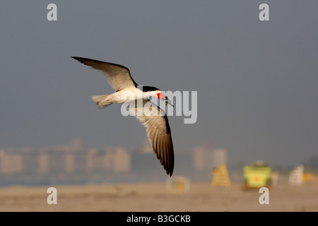 Schwarzes Abstreicheisen Rynchops Niger New York USA Flug Stockfoto