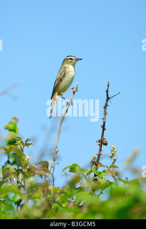 Sedge Warbler Acrocephalus Schoenobaenus bedenklich festhalten an einem dünnen Reed-Stiel Stockfoto