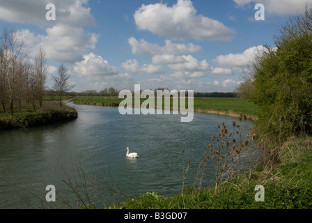 Schwan am oberen Reichweiten der Themse, Kelmscott, in der Nähe von Lechlade Gloucestershire England UK Stockfoto