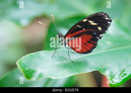 Exotischen tropischen südamerikanischen Golden Helicon Schmetterling Heliconius Aigeus sitzt auf einem grünen Blatt Stockfoto