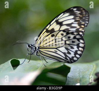 Tropischen exotischen asiatischen weiße Baumnymphe oder Papier Drachen Schmetterling Idee Leuconoe sitzt auf einem grünen Blatt Stockfoto