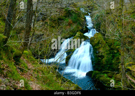 Colwith Kraft, einem Wasserfall auf dem Fluß Brathay, in der Nähe von Skelwith Brücke, Nationalpark Lake District, Cumbria, England UK Stockfoto