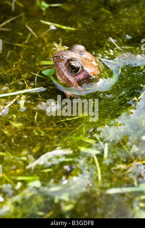 Gemeinsamen Frosch Rana Temporaia im Gartenteich Süßwasser wildes Leben. Stockfoto