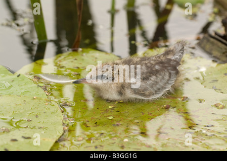 Chlidonias Hybridus Schnurrbärtiger Tern Vogel Stockfoto