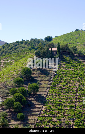 Weinbau Terrassen an der Cote Vermeille in Südfrankreich Stockfoto