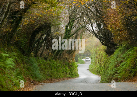 Fahren Sie auf einen Feldweg, bewachsen mit Buche Bäume in der Nähe von Camelford Cornwall UK Stockfoto