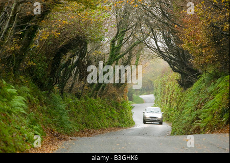 Fahren Sie auf einen Feldweg, bewachsen mit Buche Bäume in der Nähe von Camelford Cornwall UK Stockfoto