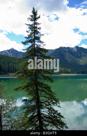 einsame Tanne vor dem Whiteswan See - befindet sich im Bereich von Kootenay der Rocky Mountains, BC, Canada Stockfoto