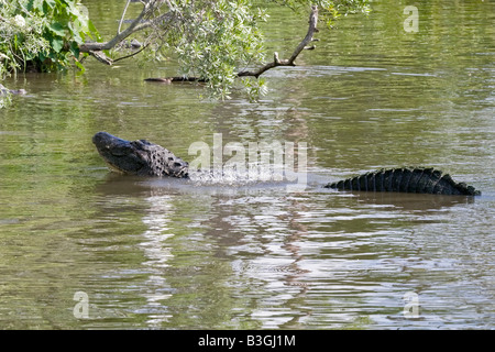 Ein Erwachsener American Alligator anzeigen Stockfoto