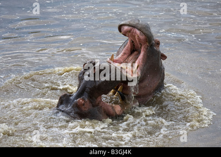 Duell der Flusspferde Stockfoto