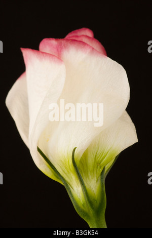 Rosa und weiße Lisianthus Blume vor schwarzem Hintergrund Stockfoto