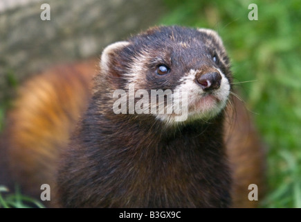 Europäischer Iltis (Mustela Putorius) Stockfoto