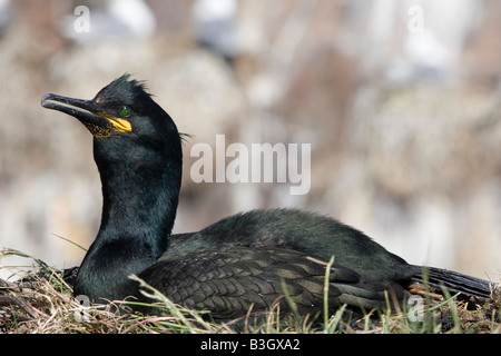 Eine Verschachtelung Shag, Farne Islands, Northumberland Stockfoto