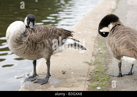 Gänse an einem Teich im Londoner Regent Park putzen Stockfoto