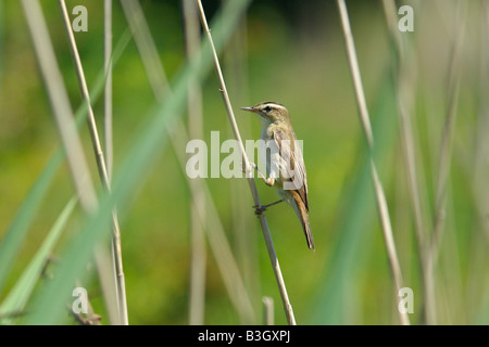 Sedge Warbler Acrocephalus Schoenobaenus bedenklich festhalten an einem dünnen Reed-Stiel Stockfoto