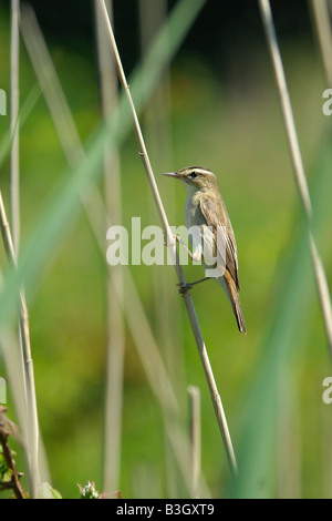 Sedge Warbler Acrocephalus Schoenobaenus bedenklich festhalten an einem dünnen Reed-Stiel Stockfoto