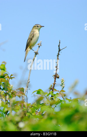 Sedge Warbler Acrocephalus Schoenobaenus bedenklich festhalten an einem dünnen Reed-Stiel Stockfoto