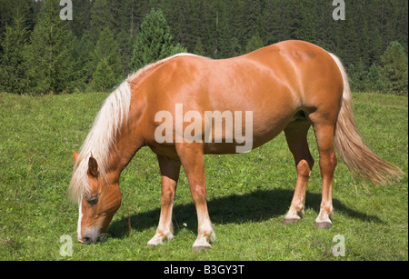 Pferd auf alpinen Wiese grasen. Stockfoto
