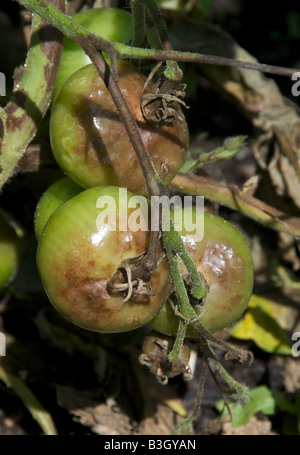 Tomaten und Knollenfäule verursacht durch den Pilz Phytophthora Infestans Devestates Tomaten und Kartoffeln ernten Stockfoto