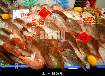 New Zealand Snapper im Sydney Fish market Stockfoto