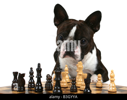 ein Boston Terrier spielen eine Partie Schach Stockfoto