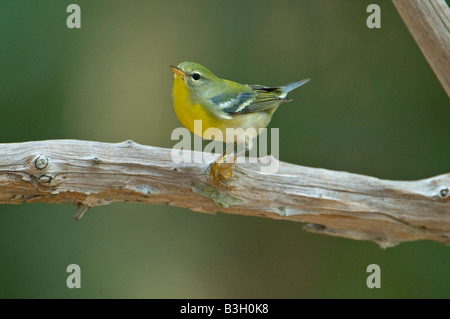 Bild von einem nördlichen Parula Warbler thront auf einem Bein Stockfoto