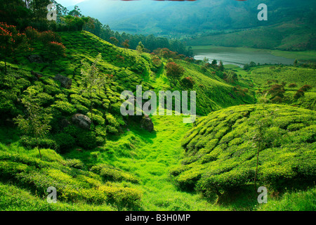 Tee-Plantage oder Tea Estate oder Teegarten oder Tee-Anbau in Munnar (Tee Stadt) des Bundesstaates Kerala in Indien, Asien Stockfoto