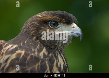 Harris Hawk (Parabuteo Unicinctus) unreif - Portrait - Captive - USA Stockfoto