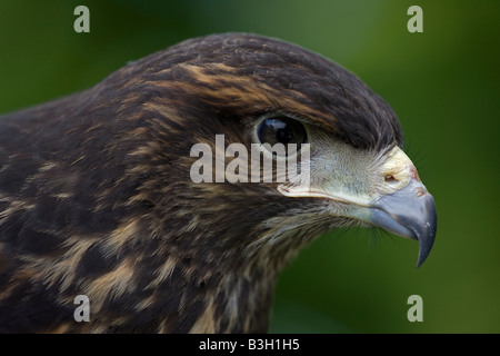 Harris Hawk (Parabuteo Unicinctus) unreif - Portrait - Captive - USA Stockfoto