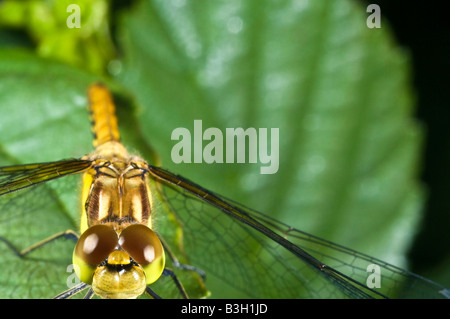 Gemeinsamen Darter Libelle Sympetrum Stiolatum ruht auf einem Blatt. Stockfoto