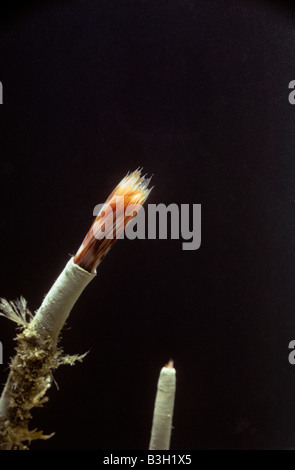 Peacock Wurm Sabella Pavonina aus Rohr abzuzeichnen Stockfoto